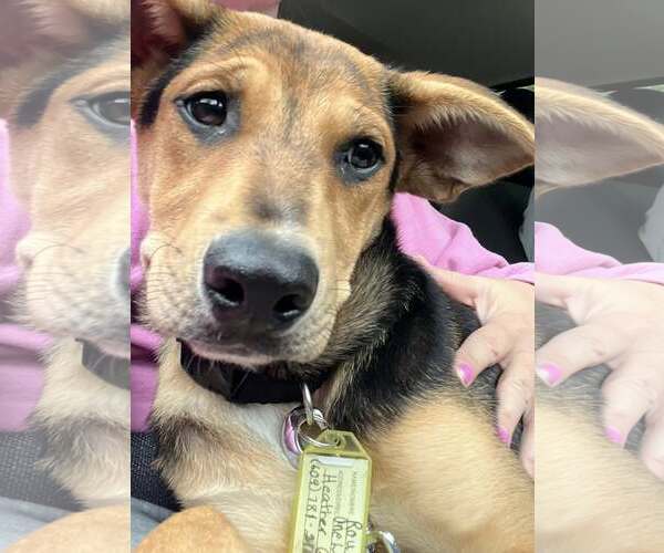 Medium Photo #5 Mutt Puppy For Sale in Mount Laurel, NJ, USA