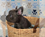 Small #3 French Bulldog