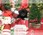 Small Photo #6 Havanese Puppy For Sale in DODD CITY, TX, USA