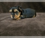 Small #9 Yorkshire Terrier