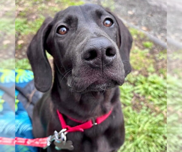 Medium Photo #8 Coonhound-Unknown Mix Puppy For Sale in Canton, CT, USA
