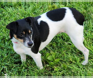Rat Terrier Dogs for adoption in Greenville, IL, USA