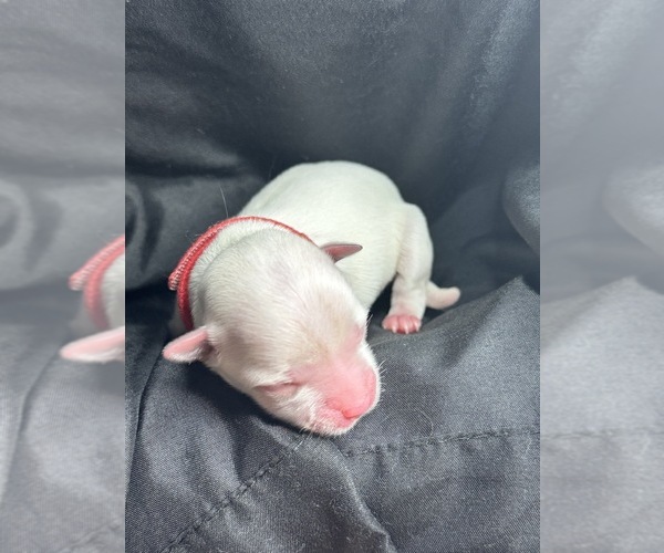 Medium Photo #2 Maltese-Morkie Mix Puppy For Sale in PEORIA, IL, USA