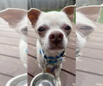Small #3 Chihuahua Mix