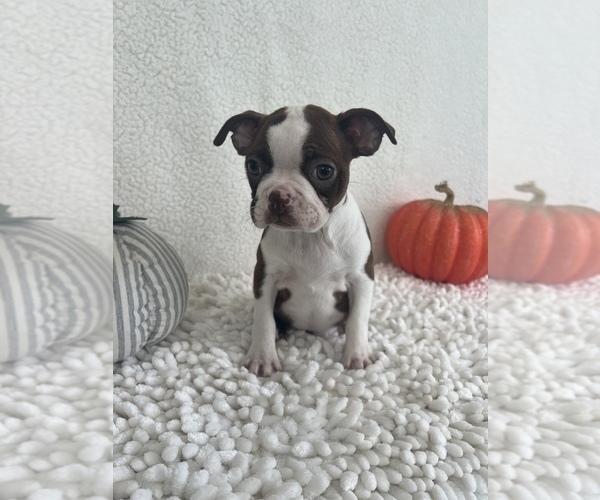 Medium Photo #2 Boston Terrier Puppy For Sale in MARTINSVILLE, IN, USA