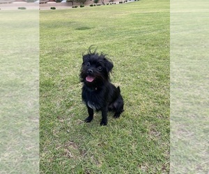 Mal-Shi Dogs for adoption in PEORIA, AZ, USA