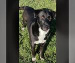 Small #1 Labrador Retriever Mix