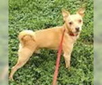 Peanut - Male Chipin Dog for Adoption - Small photo