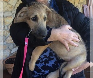 Irish Wolfhound Puppy for sale in BURLESON, TX, USA