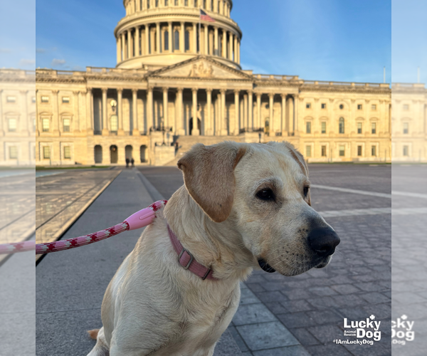 Medium Photo #7 Labrador Retriever-Unknown Mix Puppy For Sale in Washington, DC, USA