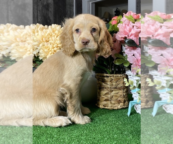 Medium Photo #1 Cocker Spaniel Puppy For Sale in CANOGA, NY, USA