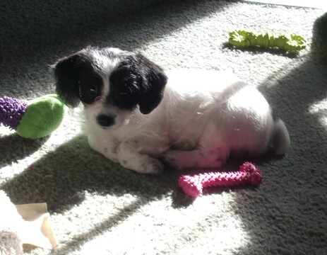 Medium Photo #2 Jack Russell Terrier-Poodle (Standard) Mix Puppy For Sale in FAYETTEVILLE, NC, USA