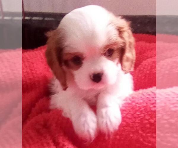 Medium Photo #6 Cavalier King Charles Spaniel Puppy For Sale in MILLERSBURG, OH, USA