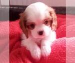 Small Photo #6 Cavalier King Charles Spaniel Puppy For Sale in MILLERSBURG, OH, USA