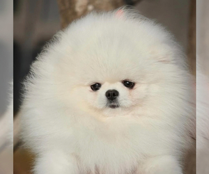 Father of the Pomeranian puppies born on 10/10/2025