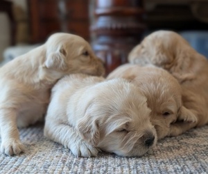 English Cream Golden Retriever Puppy for sale in SACRAMENTO, CA, USA