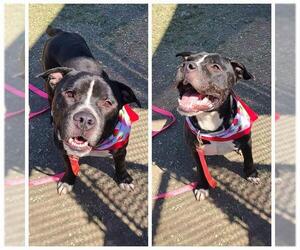 American Staffordshire Terrier Dogs for adoption in San Antonio, TX, USA