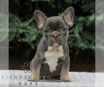 Small Photo #1 French Bulldog Puppy For Sale in EAST EARL, PA, USA