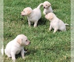 Small Photo #6 Labrador Retriever Puppy For Sale in JOPLIN, MO, USA