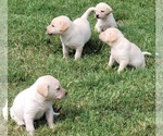 Small #5 Labrador Retriever