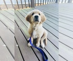 Small Photo #11 Golden Retriever Puppy For Sale in SUWANEE, GA, USA