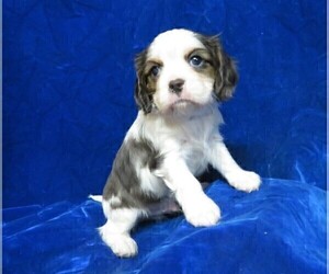 Medium Cavalier King Charles Spaniel