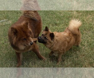 MAX - Male Chow Chow Dog for Adoption - Photo #3