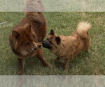 Small Photo #3 Chow Chow Puppy For Sale in San Antonio, TX, USA