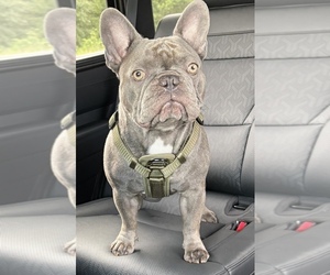Father of the French Bulldog puppies born on 07/03/2025