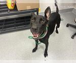 Small German Shepherd Dog Mix