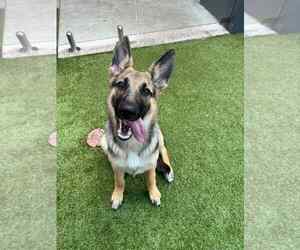 German Shepherd Dog Dogs for adoption in Plantation, FL, USA