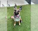 Small German Shepherd Dog