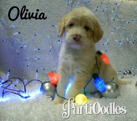 Miniature Labradoodle Puppy for sale in MILLVILLE, MN, USA