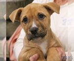 Small Labrador Retriever Mix