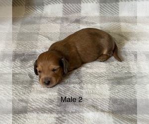 Dachshund Puppy for sale in TERRA BELLA, CA, USA