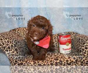 Poodle (Toy) Puppy for sale in SANGER, TX, USA