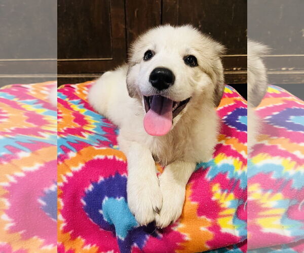 Medium Photo #3 Great Pyrenees Puppy For Sale in Spring, TX, USA