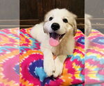 Small #2 Great Pyrenees