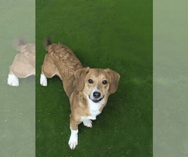 Medium Photo #2 Jack-A-Bee Puppy For Sale in Westwood, NJ, USA