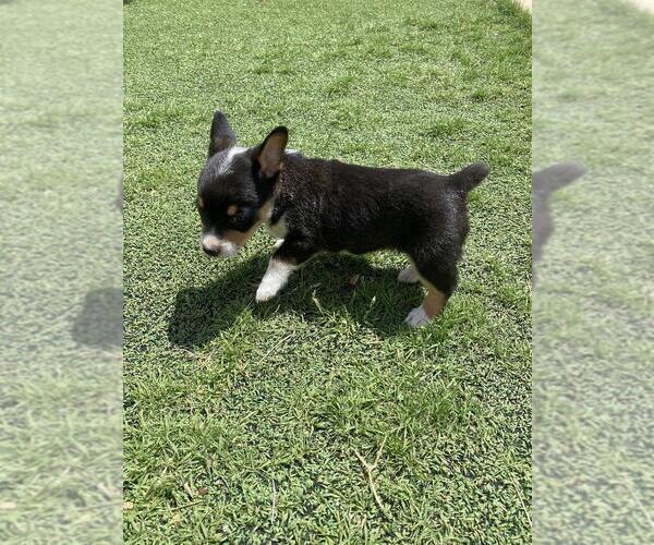 Medium Photo #4 Cowboy Corgi Puppy For Sale in BRIGGSDALE, CO, USA