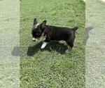 Small #3 Cowboy Corgi