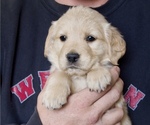 Puppy La Plata Purple Golden Retriever