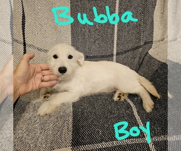Medium Photo #1 Chizer Puppy For Sale in MONTEZUMA, GA, USA