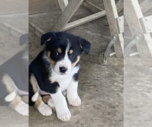 Border Collie Puppy for sale in BANDON, OR, USA