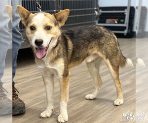 Border Collie-Unknown Mix Dogs for adoption in Washington, DC, USA