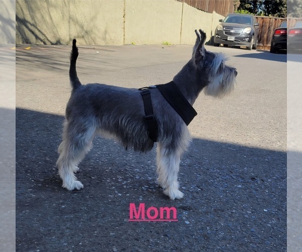 Medium Photo #1 Schnauzer (Miniature) Puppy For Sale in GILROY, CA, USA