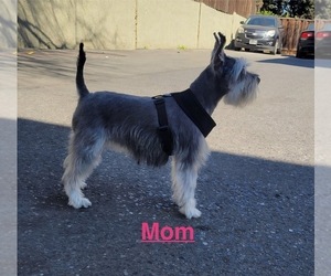 Mother of the Schnauzer (Miniature) puppies born on 05/11/2025