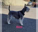 Small Photo #1 Schnauzer (Miniature) Puppy For Sale in GILROY, CA, USA