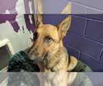 Small #27 German Shepherd Dog
