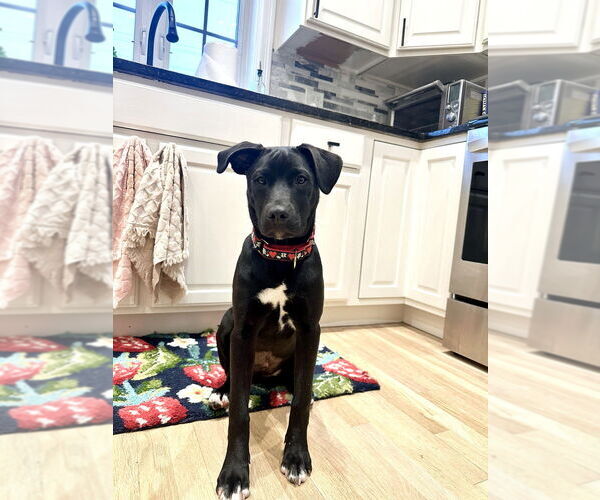 Medium Photo #27 Labrador Retriever Puppy For Sale in Brewster, NY, USA